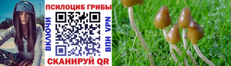 Купить где  Фёдоровский  Псилоцибиновые грибы прущие грибы 